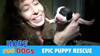 Hope For Paws Rescue Puppies Struggling and Crying For Moma Featuring Detroit Pit Crew Dog Rescue