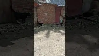 где прячется Бандит