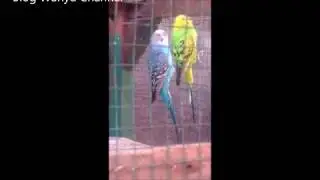 Tanda-tanda Burung Parkit Sedang Birahi