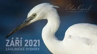 Zahlinicke ponds - September 2021