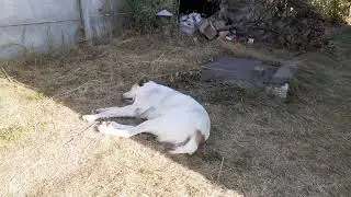 06.09.24 алабай Булат наслаждается