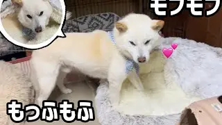 白いもふもふが白いモフモフにもふもふしている姿がかわいい #白柴