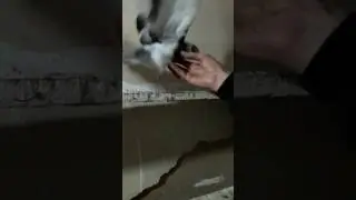 Erzurum kumrusu pala recep
