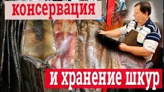 Как сохранить шкуру. Выделка шкур в домашних условиях