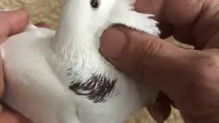 #Pigeons