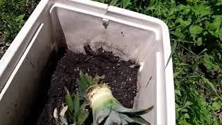 planting pineapples from pineapple tops 2021 growing pineapples the east way...