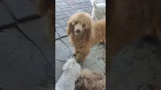 щенок Федя шило в попе