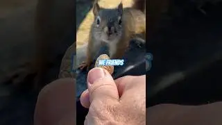 SQUIRREL!! Pt 50 #squirrellove  #squirrelvideo #squirrel #squirrels #feedinganimals #cuteanimal