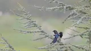 Elster Birds Tree Courtship Behavior Mating Season | #NikonCamera | No Copyright