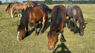 Великий вибір Коней На Продажу