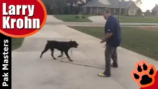 First E Collar / Remote Collar Session with Big Powerful Rottweiler