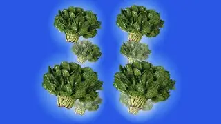 rotating spinach green screen/ spinach vegetable ANIMATION green screen