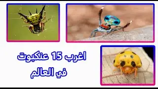 15  wired Spiders in world