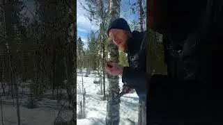 Можно ли есть сырую кору? 