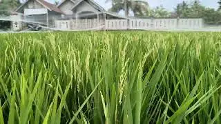 padi Cibatu putih lahan kering
