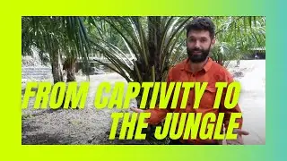 From Captivity to the Jungle