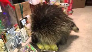 Teddy Bear the Porcupine's Christmas Morning Frolic