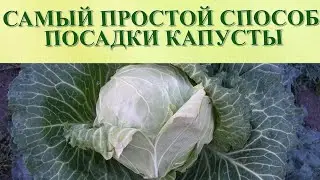 САМЫЙ ПРОСТОЙ И БЫСТРЫЙ СПОСОБ ПОСАДКИ КАПУСТЫ БЕЗ РАССАДЫ!