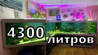 Большой аквариум дома. Просто огромный. Огромные рыбы