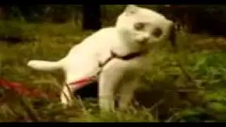 Котика напугали!