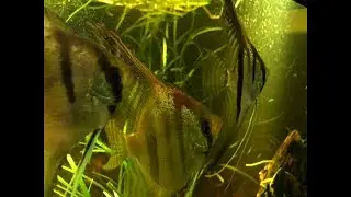 Santa Isabel Angelfish
