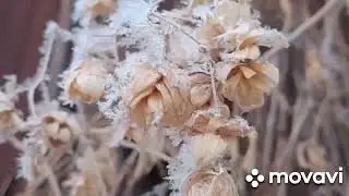Сибирский январь