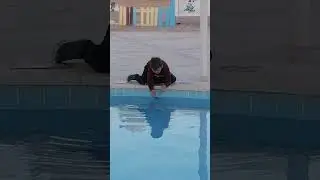 акула в шарм аль шейхе