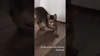 Каракеточки🥰 