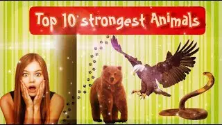Top 10 strongest animals in the world.