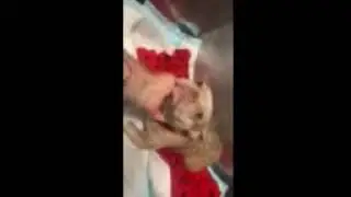 Faith the Frenchie Needs OUR Faith (Ramapo-Bergen Animal Refuge)