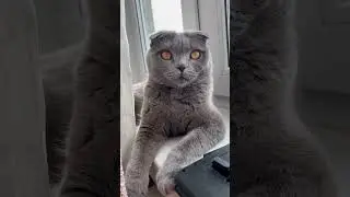 Хорошего дня! #shorts #cat #kitten