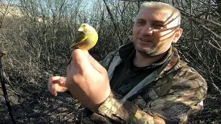 Ловля Певчих Птиц в густых Кустах.
