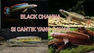 IKAN CHANNA HITAM | BLACK CHANNA