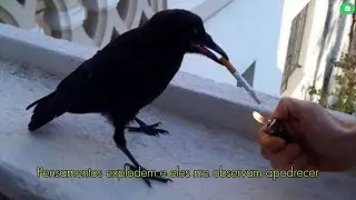 Darke Complex - Crows (Legendado Ptbr)