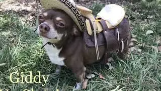 Giddy Up