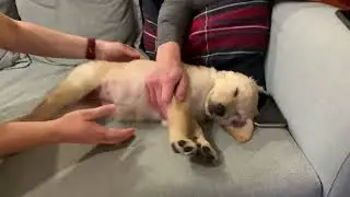 when you try to wake a puppy