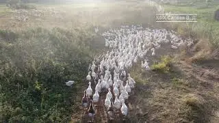 Гуси, утки на выпасе
