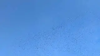 Мурмурация скворцов.