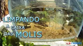 LIMPANDO A CAIXA DAS MOLINESIAS