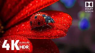 Macro World in HDR | Ultra Detailed 4K