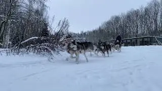 Старт упряжек