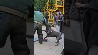🛡Cool bodyguard Prometheus. Attack of the Cane Corso. 