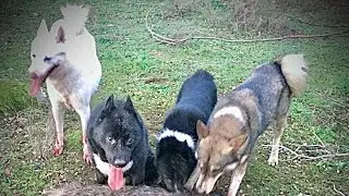 Diferencia entre Laika de Siberia Occidental y laika ruso europea.