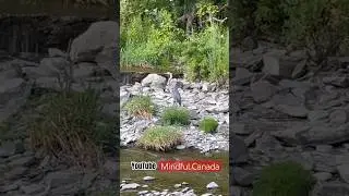 Hidden Place in Our Local Park