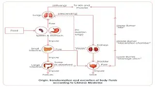 BASIC CONCEPT & PHYSIOLOGICAL ACTIONS OF BODY FLUIDS IN TCM