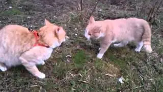 первая встреча
