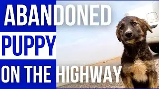 Rescue abandoned puppy on highway
