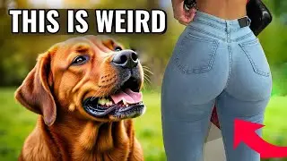 Why DOGS SNIFF BUTTS – REAL Reason Behind Dog's Behavior! 🧐