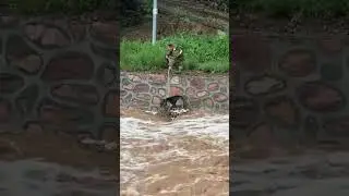 Спасение четвероногого друга во время наводнения