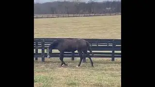 Why Did a Horse Stomp on a Raccoon? Unveiling Nature's Raw Instincts!